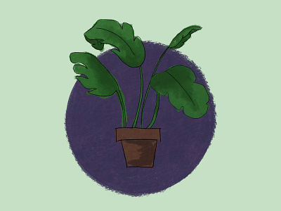 Palm Plant illustration