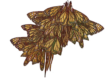 Cluster butterfly illustration monarchs nature