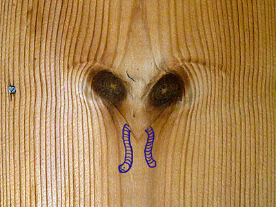 Predator bird branch n´knot panel photo wall wood worm