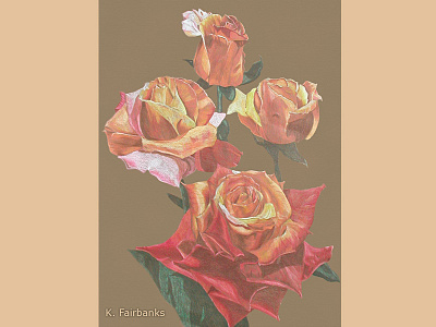 Roses By K. Fairbanks color pencils drawing floral flowers nature roses still life stilllife traditional media