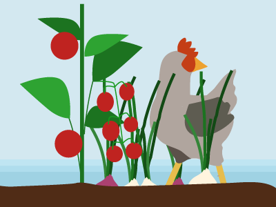 Garden Chick chicken garden illustration vector