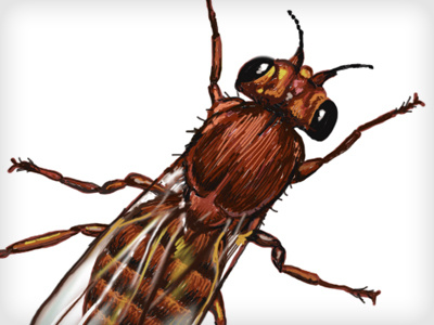 Fruit Fly illustration