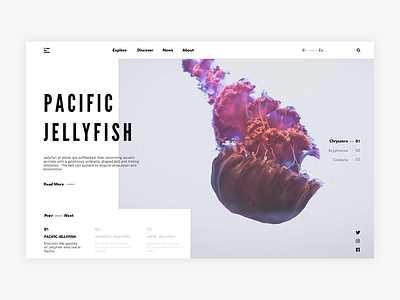 Jellyfish - Redesign concept clean design jellyfish minimal mondrianizm sketch slider ui ux white