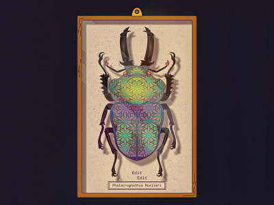 Phalacrognathus Muelleri Edit affinity art beetle bug edit illustration paint pattern