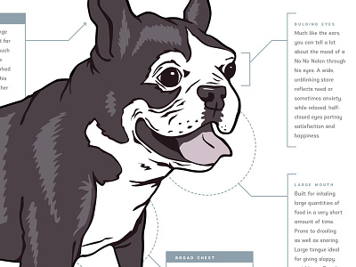 Boston Terrier Anatomy boston terrier diagram dog poster