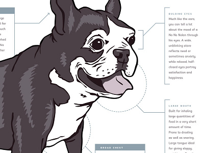 Boston Terrier Anatomy