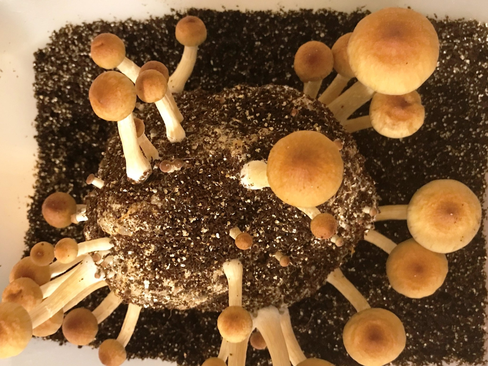 Psilocybe Cubensis Psychedelic Mushrooms Growing Kit USA by Md. Rafiqul ...