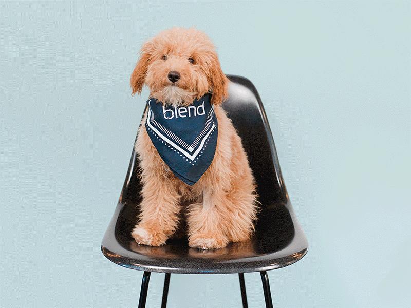 swag 2018 bandana blend dog fintech illustration intern mug photography swag t shirt