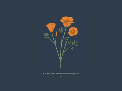 California Poppy botanical california drawing flower flowers illustration ipadpro orange poppies poppy procreateapp