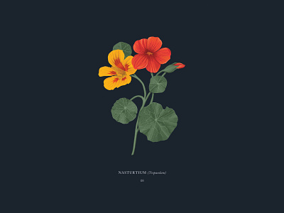 Nasturtium