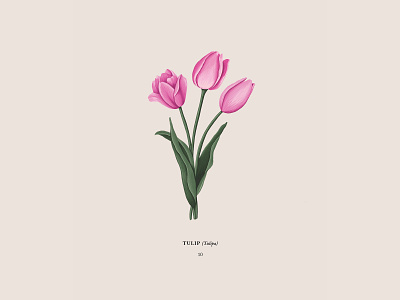 Tulip botanical drawing floral flower illustration ipadpro pink procreateapp tulip tulips