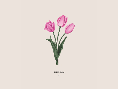 Tulip