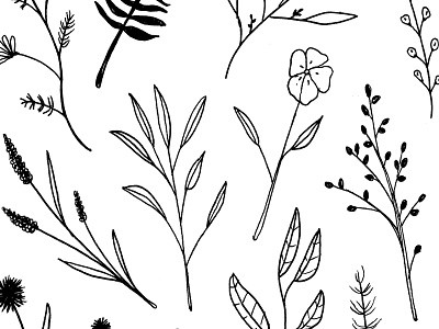 Flower Doodles black and white botanical flowers hand drawn leaves