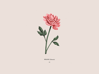 Peony