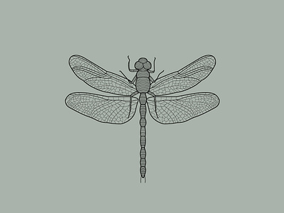 Dragonfly adobeillustator digitaldrawing dragonfly drawing illustration insect line drawings lineart