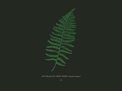 Fern australiantreefern digitalillustration fern illustration ipadpro nature plant procreateapp