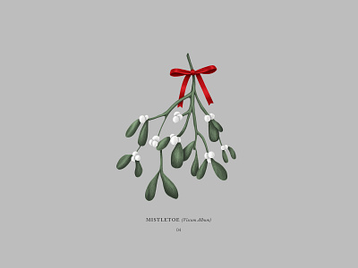 Mistletoe botanical christmas digital illustration illustration ipadpro merrychristmas mistletoe plant plants procreateapp ribbon