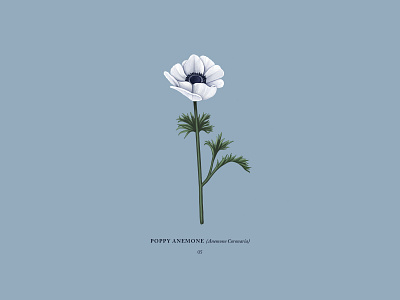 Poppy Anemone botanical floral flower illustration ipadpro poppy poppy anemone procreateapp
