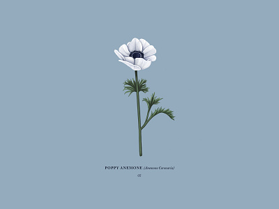 Poppy Anemone