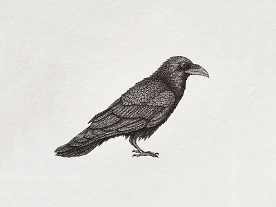 Raven bird black drawing illustration ink pencil pointillism raven stipple stippling