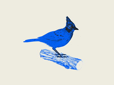 Blue Jay bird blue jays doodle halftone illustration procreate quarantine quarantine doodle sketch