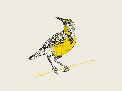 meadowlark bird bird illustration illustration meadowlark sketch