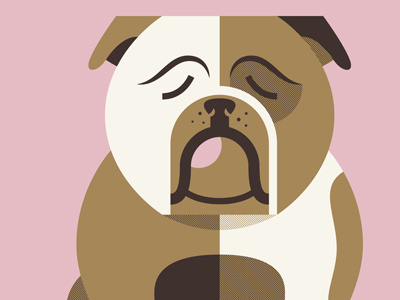 Bulldog bulldog illustration vector