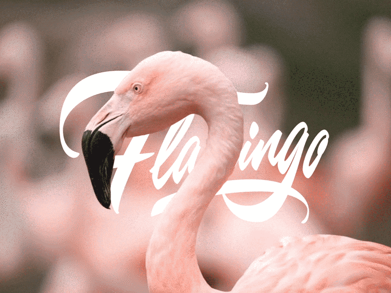 Flamingo_