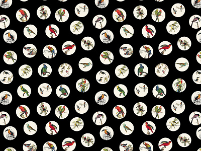 Marco Victorino - Pattern-Petit Poá Birds - Black abstract bird birds design garden pattern pattern design pattern designer petit poá polka dot polkadot poá