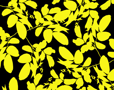 Le Matisse 5 abstract botanical art botanical illustration design floral flower garden pattern pattern design pattern designer
