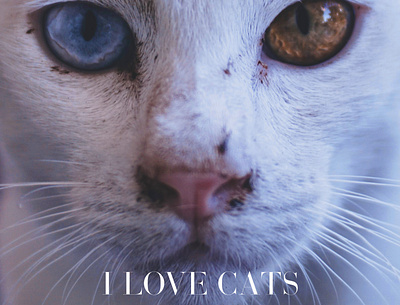 Love Cats 1