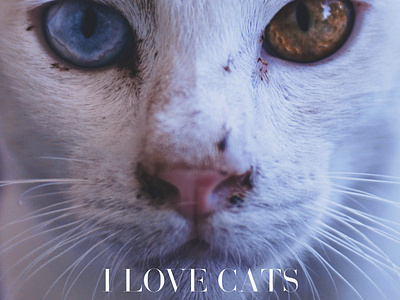 Love Cats 1