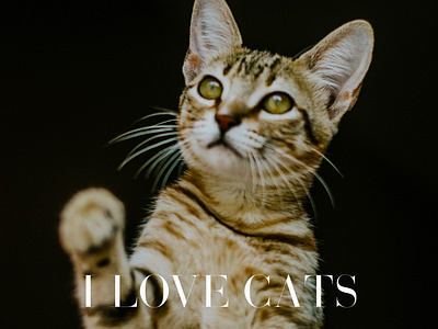 I Love Cats 3