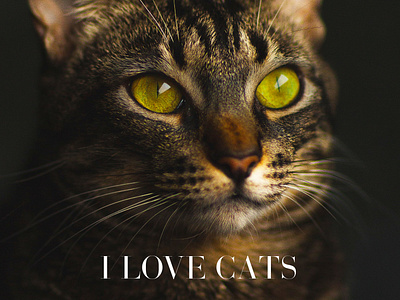 I Love Cats 4