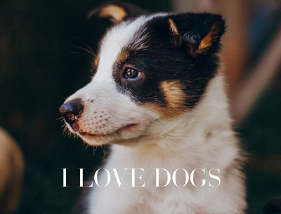 I Love Dogs 5 dog dogs