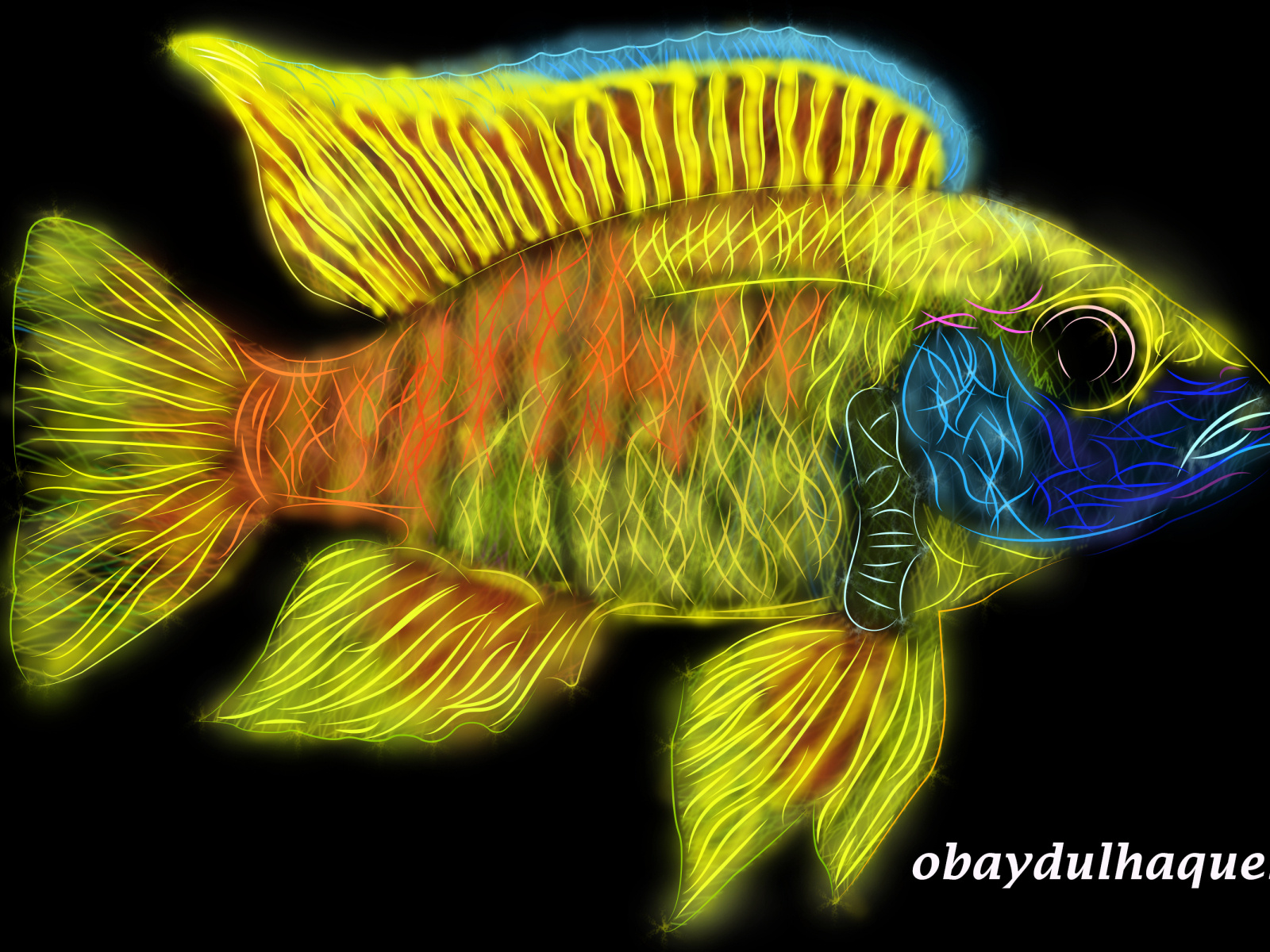 Fish line art by OBAYDUL HAQUE on Dribbble