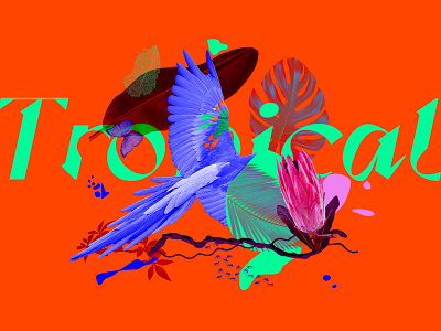 Illustration bird collage flowers illustration tropics