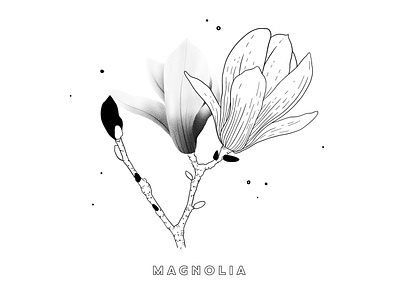 Magnolia Illustration black and white illustration design flower flower illustration illustration lettering magnolia nature nature illustration texture typography