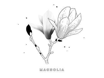 Magnolia Illustration