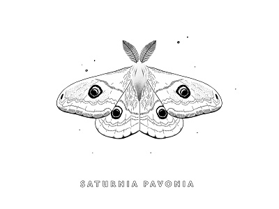 Saturnia Pavonia illustration line art moth moth illustration nature nature illustration saturnia pavonia