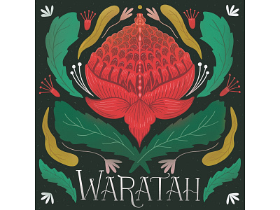 Waratah art colorful design drawing flat flowers hand lettering illustration ipadpro lettering plant texture