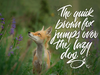The Quick Brown Fox brush calligraphy fox hand lettering ipad lettering lettering logo procreate script type typography