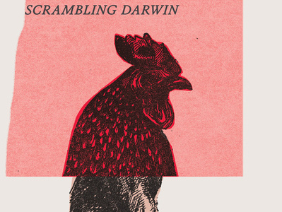 Scrambling Darwin