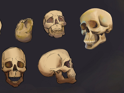 SKULL STUDY