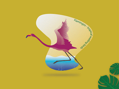 Flamingos-tropical wading birds illustration branding graphic design illustration logo motion graphics