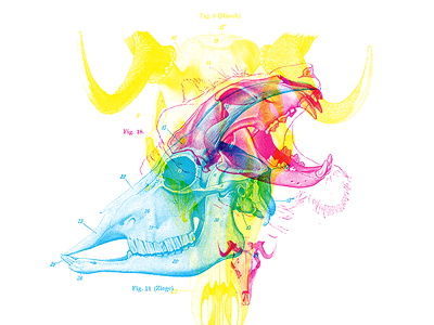 Inexorabilis Tyrannia animal cmyk inexorabilis latin overprint skulls tyrannia