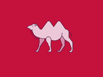 Camel