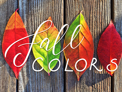 Fall colors autumn autumn mood creativemarket leafs lettering thanksgiving day typography