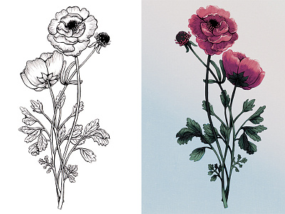 Floral Study: Anemone