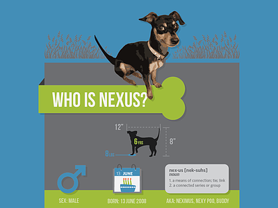 What's a Chiweenie? chiweenie dog infographic nexus